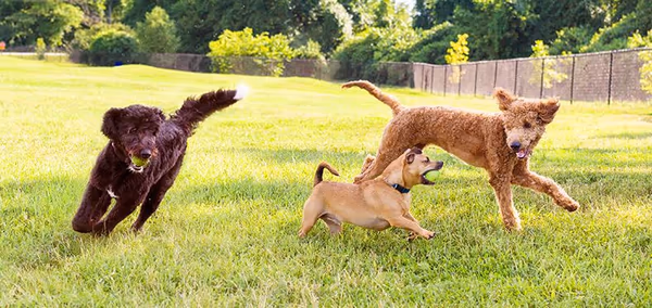 Springfield Dog Park photo 1